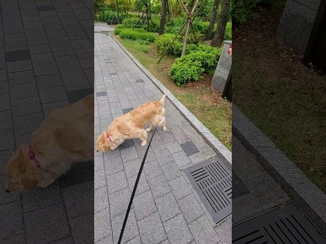 금요일 1화 골든리트리버 로제 Friday Golden Retriever Rose Episode.1