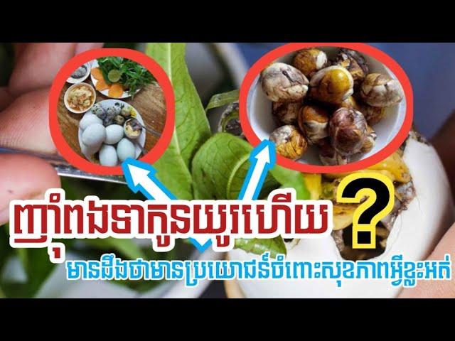 ញ៉ាំ​ពង​ទា​កូន​យូរហើយ​មាន​ដឹងថា​មាន​ប្រយោជន៍​ចំពោះ​សុខភាព​អ្វីខ្លះ​អត់?