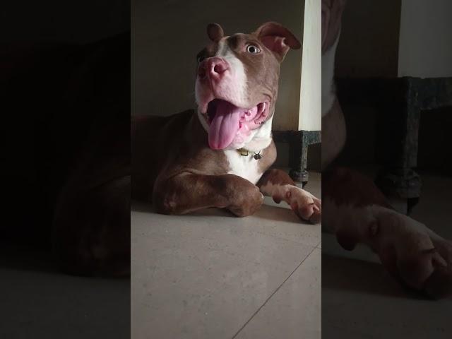 12 bande #pitbull #iamleo