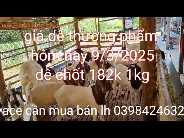 Giá dê thương phẩm hôm nay 9/3/2025 tại Tân Phú Đồng Nai