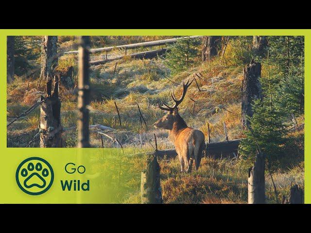 Bavarian Forest - Deep, Dark and Enchanted - Go Wild