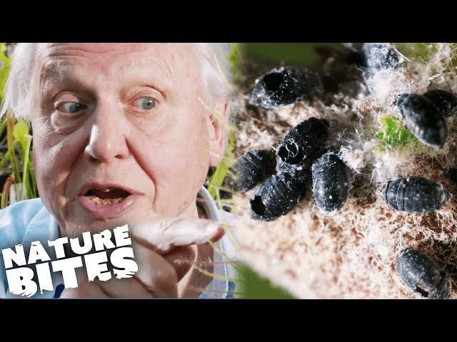 David Attenborough Discovers MUMMIFIED Bugs and More Plant Horrors! | Nature Bites