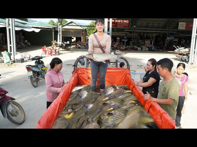 Use 3-wheeled Vehicle Harvesting Lots Of Big Fish Goes To Countryside Market Sell - Daily Life