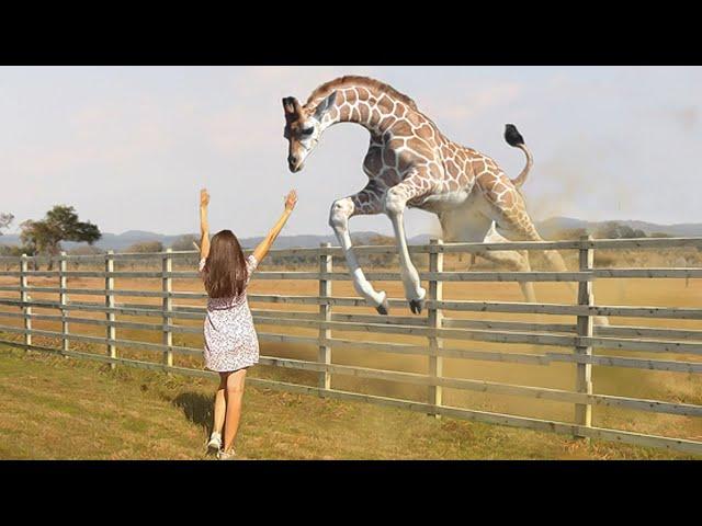 20 ¡Momentos increíbles en los que los animales se reúnen con sus dueños después de años!