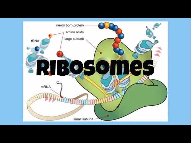 The Cell-Ribosomes