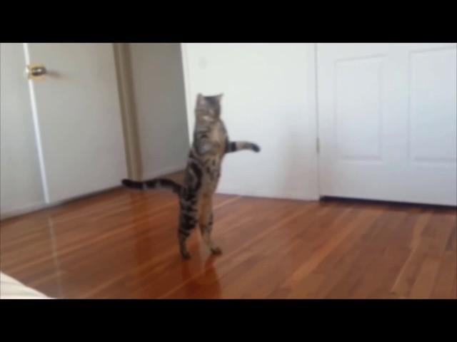 Cats who walk on two legs (A compilation)