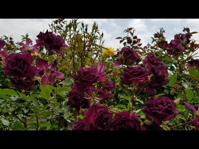 Deep Purple Roses