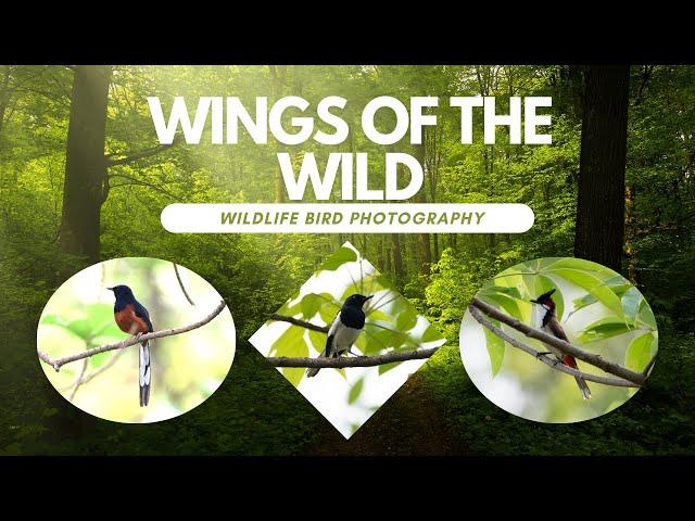 "Wildlife Bird Photography in the Untamed Jungles | Rare Bird Species & Jungle Moments"
