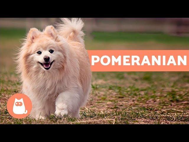 All About the POMERANIAN - Characteristics and Care