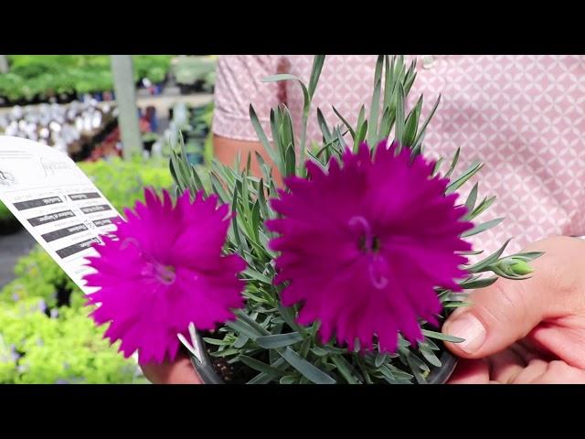 Frankie Flowers: Top 5 Sun Loving Plants - Toronto Home Shows