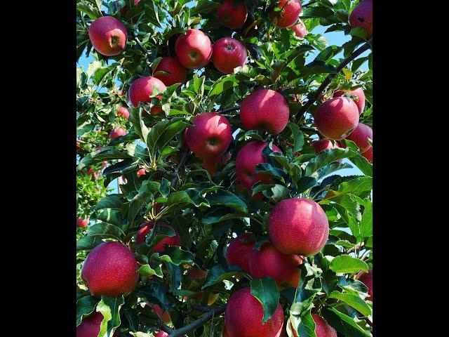 Gala Schniga® SchniCo red(s). High Density Orchards. Harvest time.