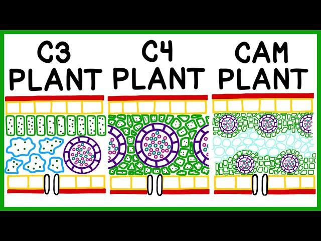 C3, C4 and CAM Plant Photosynthesis & Photorespiration