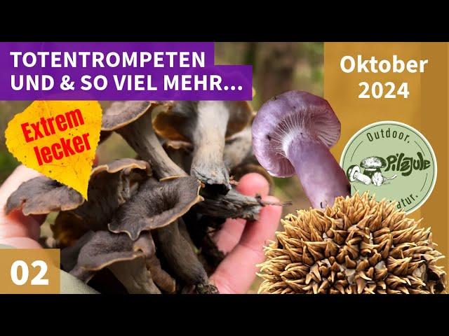 TOTENTROMPETEN, STEINPILZE, ROTKAPPEN & Giftiges | Pilze ohne Ende im Oktober 2024 | EP02