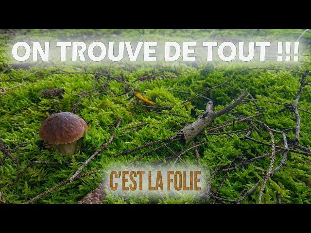 Le résumé d'une journée extra-ordinaire aux champignons !