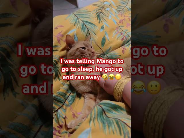 I was telling Mango to go to sleep, he got up and ran away 