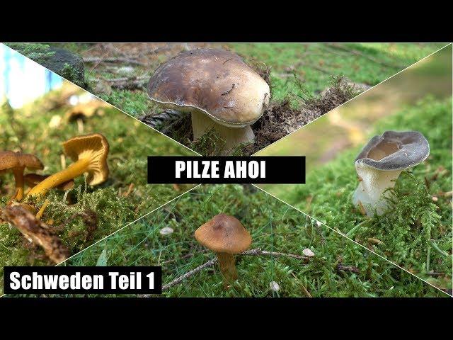 Pilze in Schweden - wir laufen uns warm