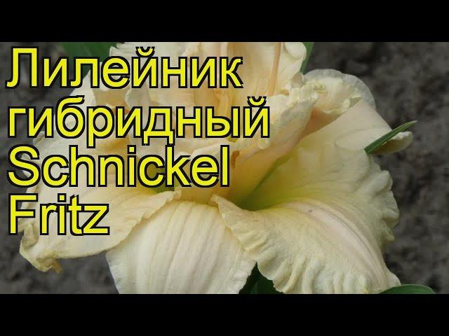 Лилейник гибридный Шниккель Фритц. Краткий обзор, описание hemerocallis hybrida Schnickel Fritz