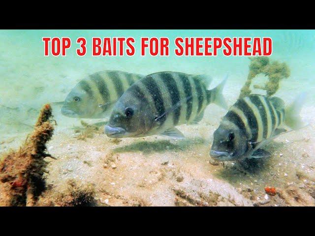 Top 3 Types Of Bait For Sheepshead Fishing