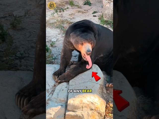 Why Sun Bears Are the Strangest Bears