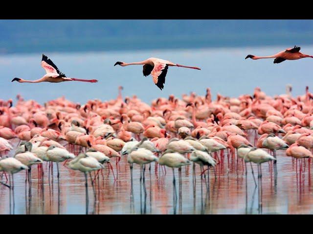 TOP TEN FLAMINGOS IN THE WORLD | #flamingolivesmatter