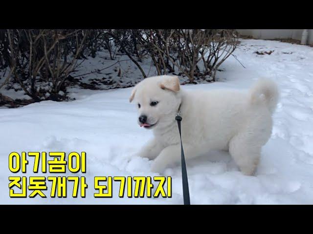 Little puppy who was rolling in the snow now became a great looking Korean Jindo!