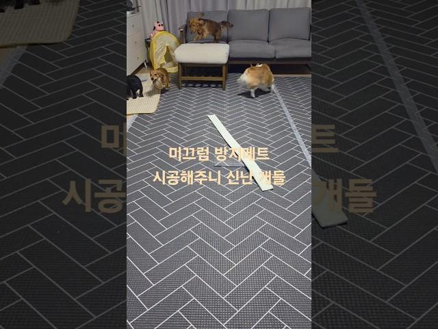 미끄럼 방지메트 시공해주니 흥분한 개 닥스훈트 웰시코기 #dog #강아지 #반려견 #puppy #유기견입양 #puppy #pets #멍멍이삼촌 #멍멍이삼촌과동행 한국동물구조복지협회
