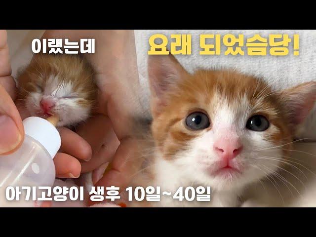 아기고양이 앙꼬 생후 10일부터 40일까지 구조 후 30일간의 이야기