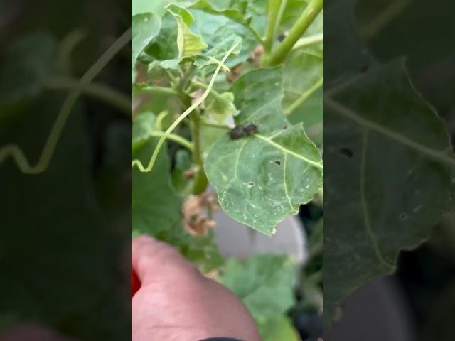 Horn worm on my eggplant! How to know if horn worms are eating your plants? #gardening