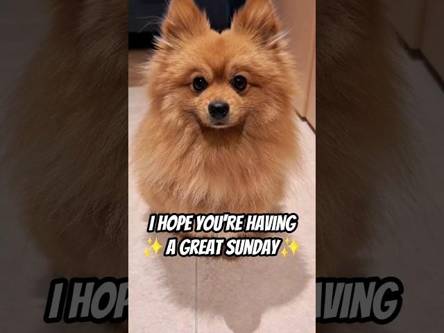 I just wanted to tell you… #dog #shorts #pomeranian