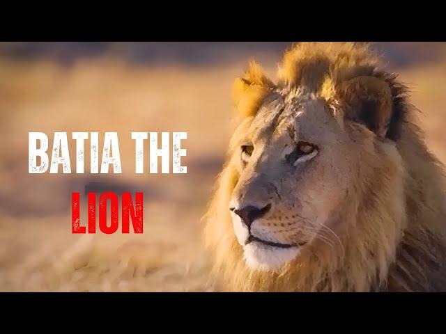 Batia, the largest lion in history.