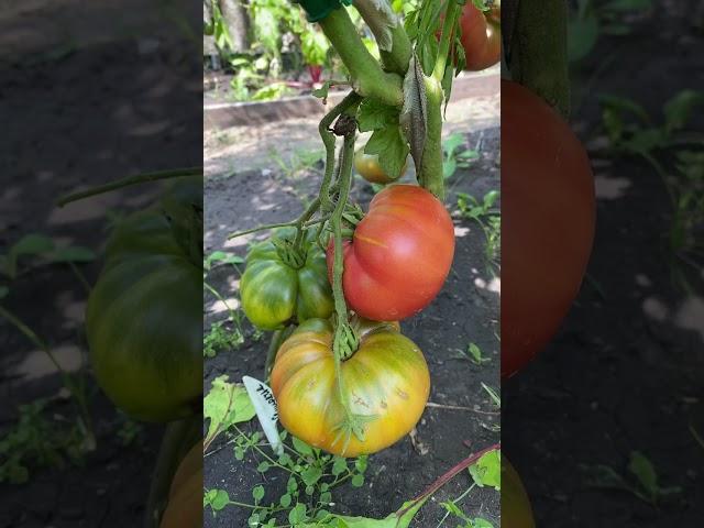 Семиречье
