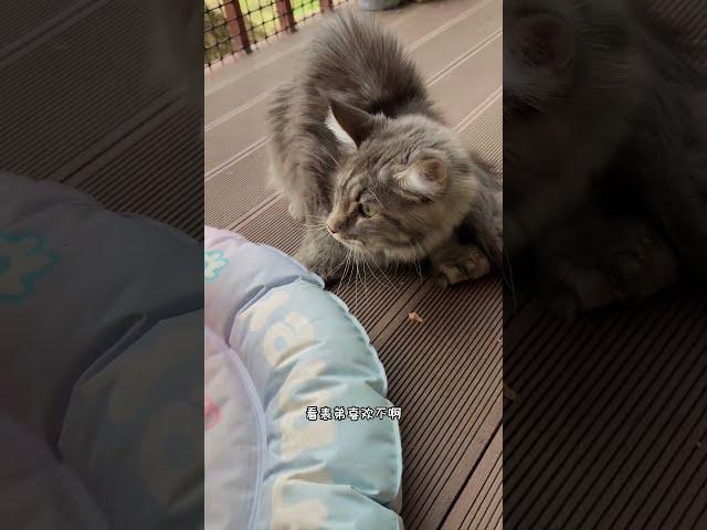 罗宾：我一眼就知道这不是我的媳妇~#猫主子的日常