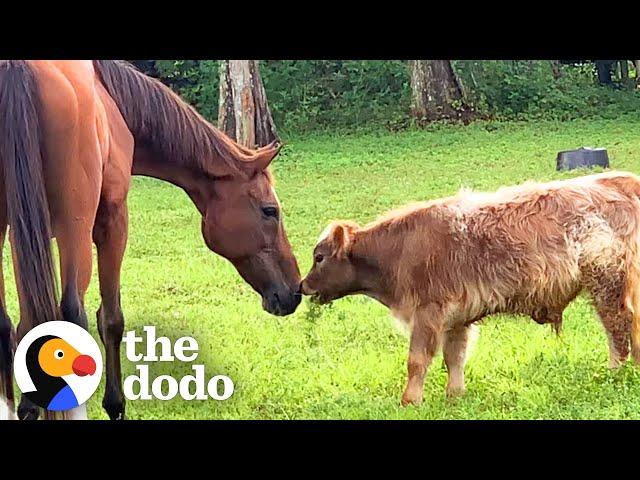 No One Wanted To Be This Baby Mini Cow's Friend Until...️ | The Dodo Little But Fierce