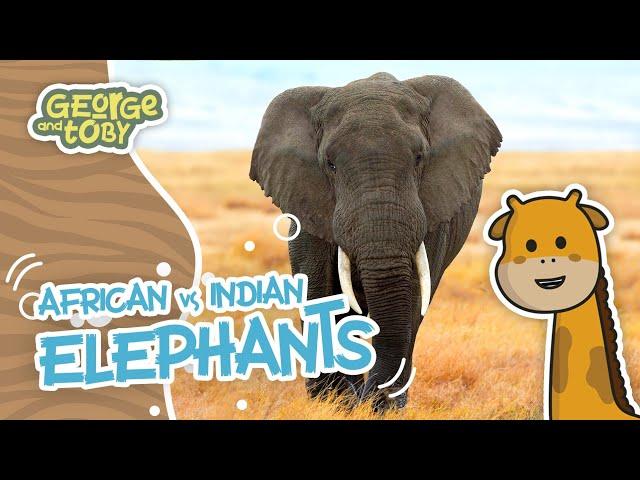 African vs Indian Elephants | Fact File | George & Toby Wildlife Rangers