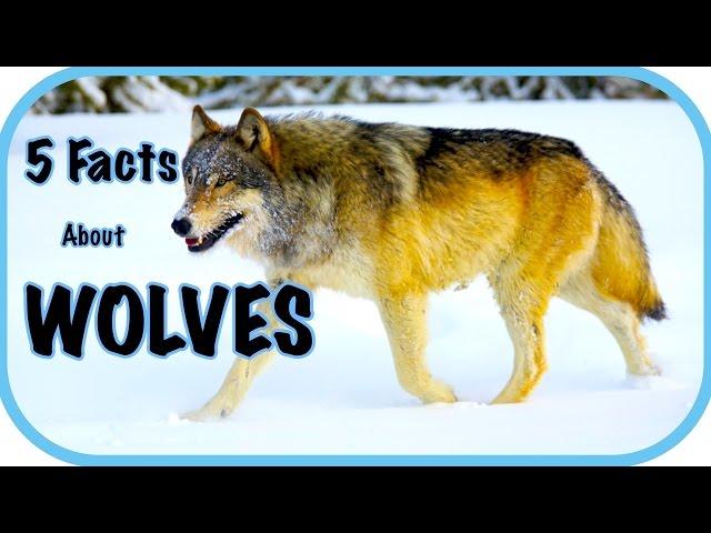 Five Facts About Wolves - Wolf Facts, For Kids