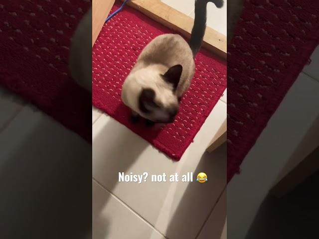 Siamese cat + Noisy + plus always hungry  #like #cat #siam #cute #subscribe #crazy