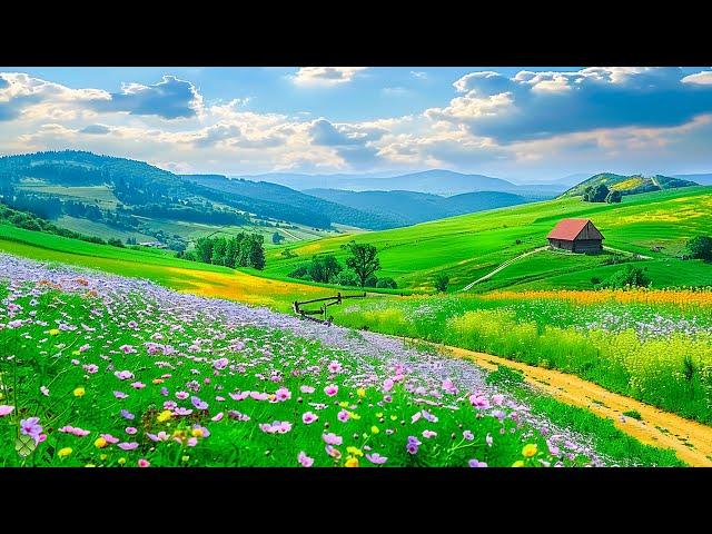 Beautiful Relaxing Music - Stop Overthinking, Stress Relief Music, Sleep Music, Calming Music#47