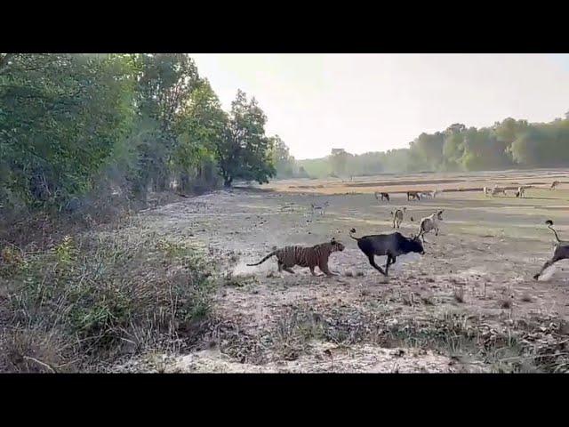 Big Male Tiger hunting a Bull.