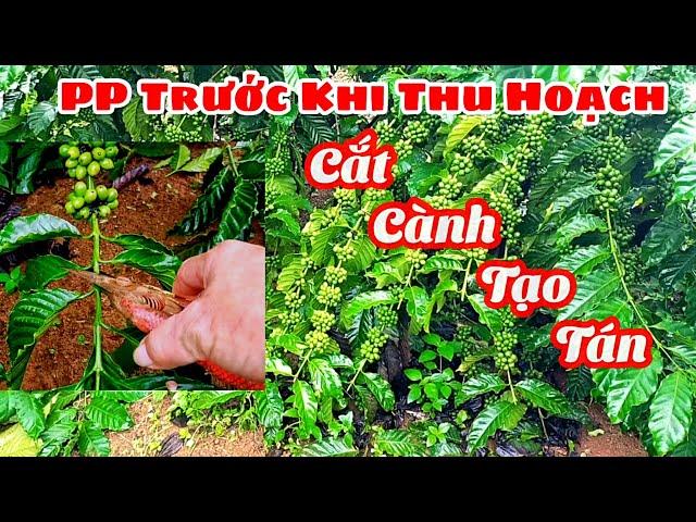 KỸ THUẬT CẮT CÀNH TẠO TÁN TRƯỚC KHI THU HOẠCH CÀ PHÊ 2021 - Cường Tây Nguyên