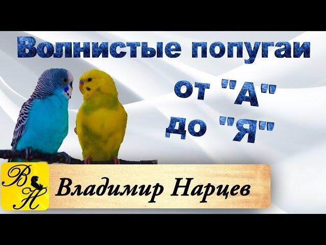 #Волнистые попугаи от А до Я ч.1