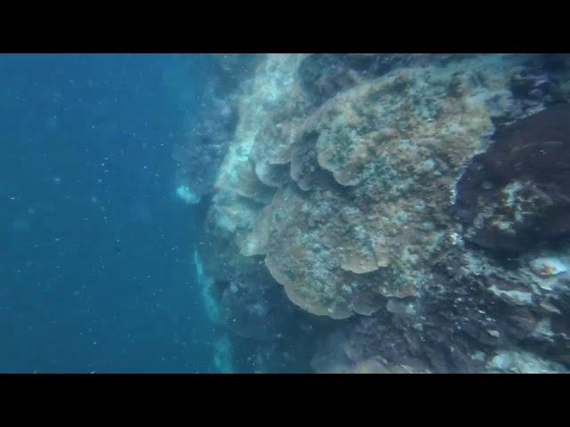 Lion FIsh at Koh Dak Mai Wall Dive (Dive 018, Krabi Thailand)