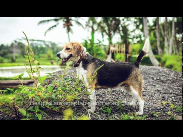 5 PROS TO GET A BEAGLE (DOG) +QUIZ GAME