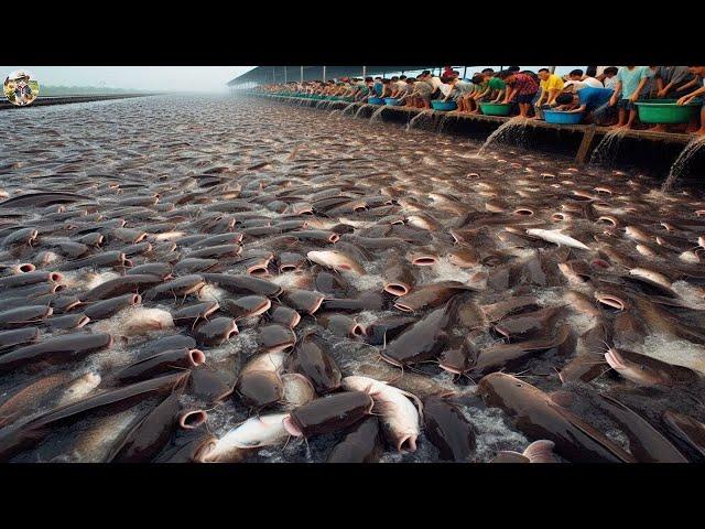 Catfish Farm - Over 9.6 Million Catfish Were Raised and Harvested | Leo Farm