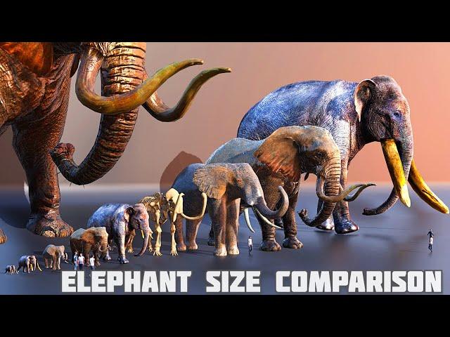 Elephants size comparison | mammoth  size comparison 