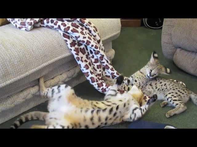 F1 savannah VS Serval cat