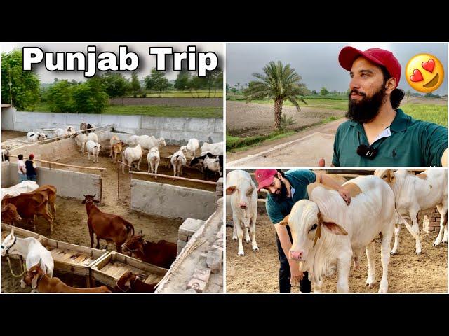 Alhamdulillah Surprisedly Naseeb Ka Soda At Mohammad Farm  | AR Maani