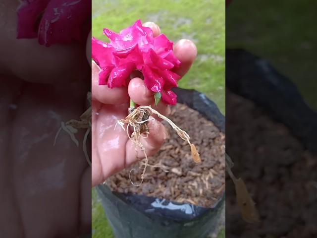 unique way of propagating rose trees from flowers#aminatagarden#grow #short#shorts#rose