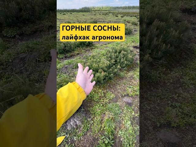 ГОРНЫЕ СОСНЫ будут пышными если сделаете ЭТО!