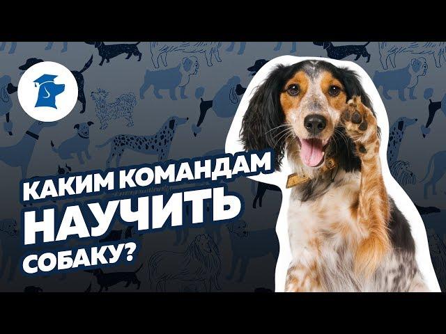 Каким командам научить собаку? Список команд для собак