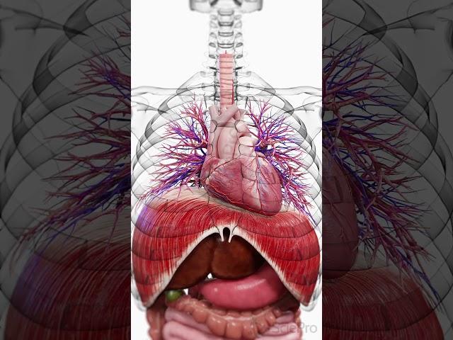  The Heart and Diaphragm: Coordinated Movement in Every Breath  #anatomy #medicalanimation